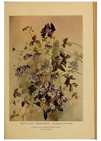 Reproducción/Reproduction 39887845983: A guide to the wild flowers.. New York,F. A. Stokes[1899]. 