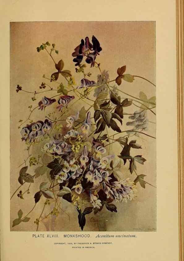 Reproducción/Reproduction 39887845983: A guide to the wild flowers.. New York,F. A. Stokes[1899]. 