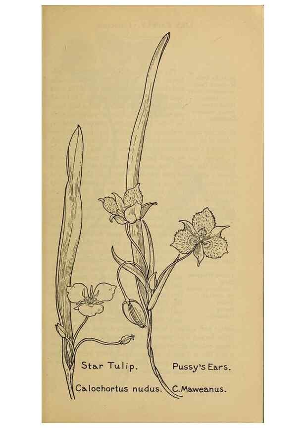 Reproducción/Reproduction 46852765341: Field book of western wild flowers /. New York :Putnam,1915.. 