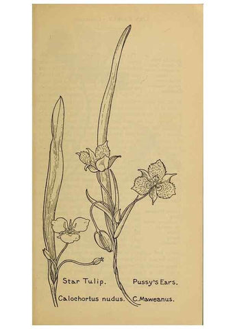 Reproducción/Reproduction 46852765341: Field book of western wild flowers /. New York :Putnam,1915.. 