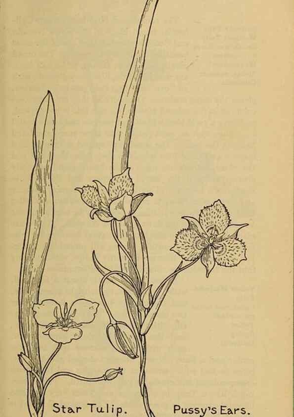 Reproducción/Reproduction 46852765341: Field book of western wild flowers /. New York :Putnam,1915.. 