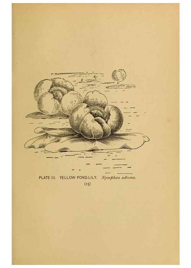 Reproducción/Reproduction 31911439657: A guide to the wild flowers.. New York,F. A. Stokes[1899]. 