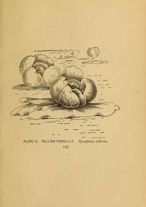 Reproducción/Reproduction 31911439657: A guide to the wild flowers.. New York,F. A. Stokes[1899]. 