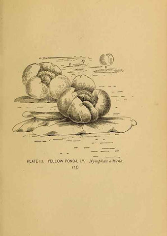Reproducción/Reproduction 31911439657: A guide to the wild flowers.. New York,F. A. Stokes[1899]. 