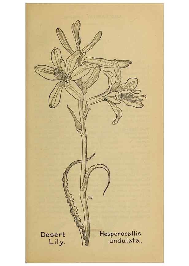 Reproducción/Reproduction 46127683334: Field book of western wild flowers /. New York :Putnam,1915.. 