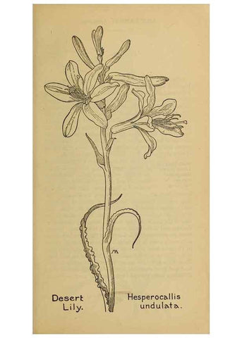 Reproducción/Reproduction 46127683334: Field book of western wild flowers /. New York :Putnam,1915.. 