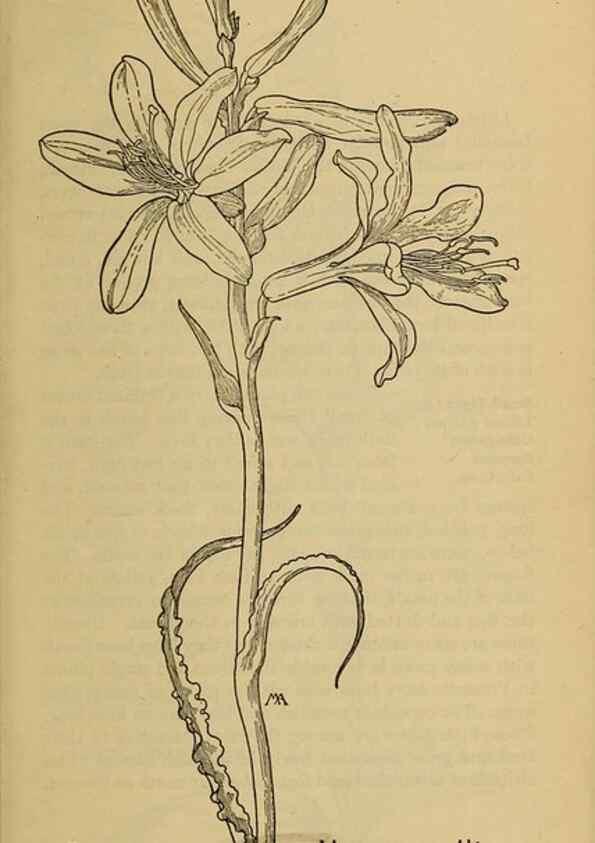 Reproducción/Reproduction 46127683334: Field book of western wild flowers /. New York :Putnam,1915.. 