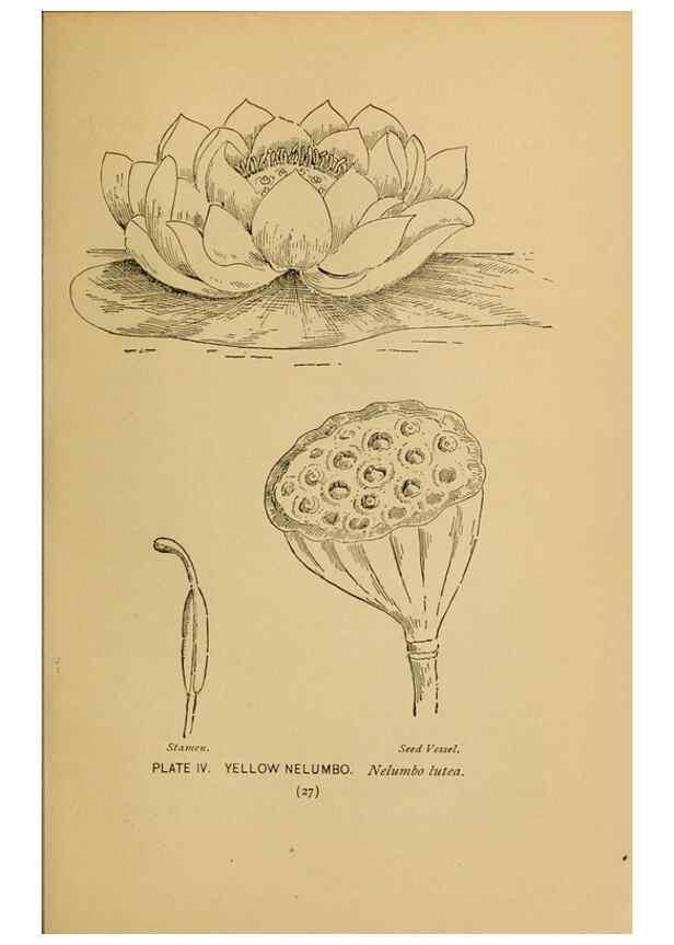 Reproducción/Reproduction 46852744121: A guide to the wild flowers.. New York,F. A. Stokes[1899]. 