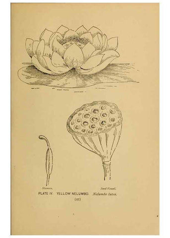 Reproducción/Reproduction 46852744121: A guide to the wild flowers.. New York,F. A. Stokes[1899]. 