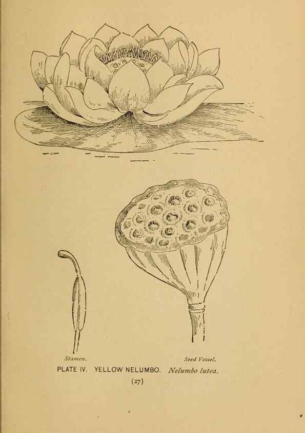 Reproducción/Reproduction 46852744121: A guide to the wild flowers.. New York,F. A. Stokes[1899]. 