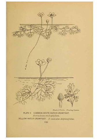 Reproducción/Reproduction 46800700082: A guide to the wild flowers.. New York,F. A. Stokes[1899]. 