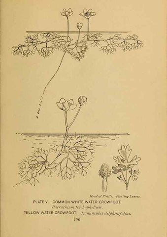 Reproducción/Reproduction 46800700082: A guide to the wild flowers.. New York,F. A. Stokes[1899]. 
