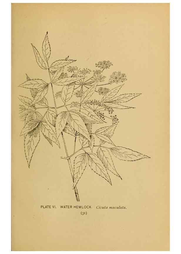 Reproducción/Reproduction 39887812933: A guide to the wild flowers.. New York,F. A. Stokes[1899]. 