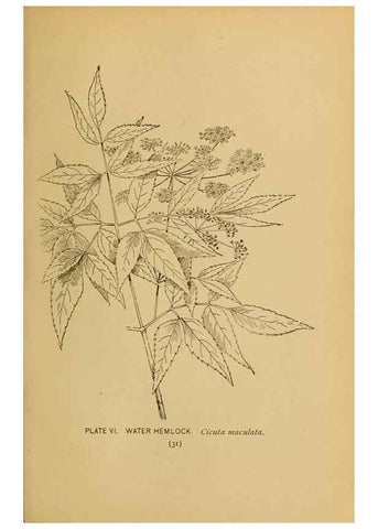 Reproducción/Reproduction 39887812933: A guide to the wild flowers.. New York,F. A. Stokes[1899]. 