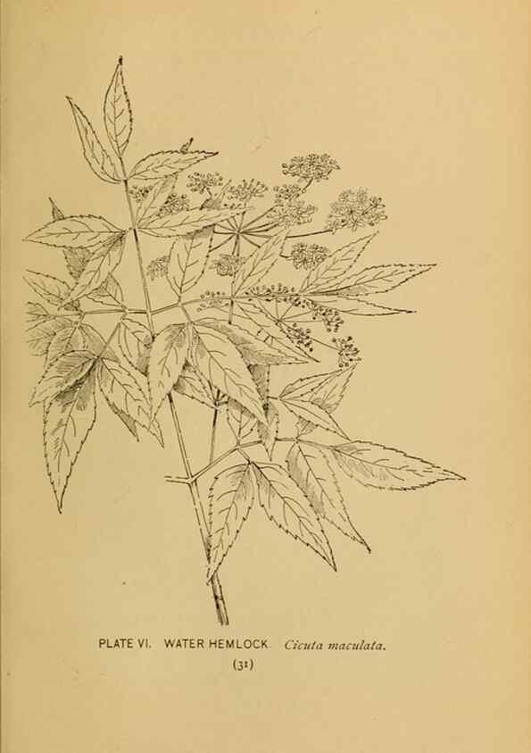 Reproducción/Reproduction 39887812933: A guide to the wild flowers.. New York,F. A. Stokes[1899]. 
