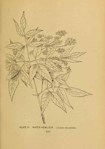 Reproducción/Reproduction 39887812933: A guide to the wild flowers.. New York,F. A. Stokes[1899]. 