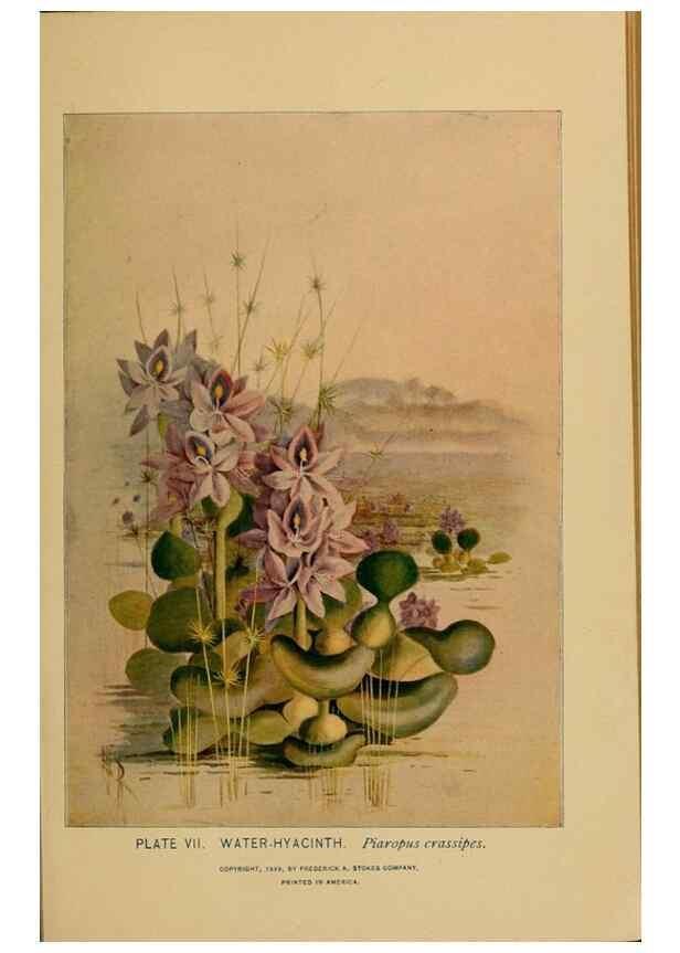 Reproducción/Reproduction 46127685164: A guide to the wild flowers.. New York,F. A. Stokes[1899]. 
