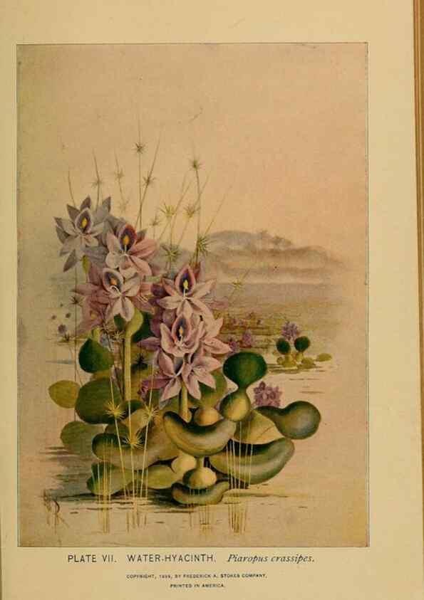 Reproducción/Reproduction 46127685164: A guide to the wild flowers.. New York,F. A. Stokes[1899]. 
