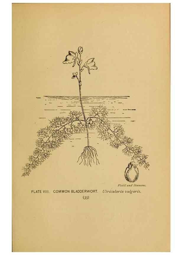 Reproducción/Reproduction 45938143255: A guide to the wild flowers.. New York,F. A. Stokes[1899]. 