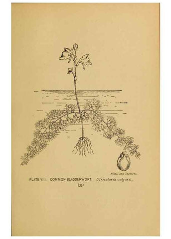 Reproducción/Reproduction 45938143255: A guide to the wild flowers.. New York,F. A. Stokes[1899]. 