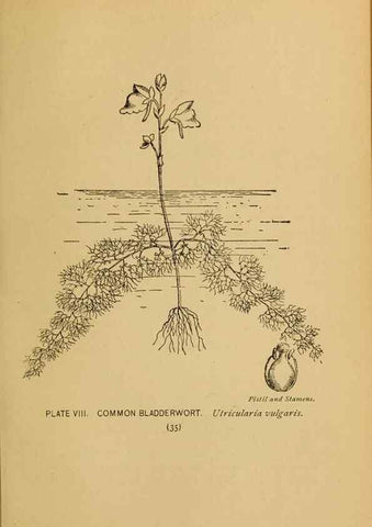 Reproducción/Reproduction 45938143255: A guide to the wild flowers.. New York,F. A. Stokes[1899]. 