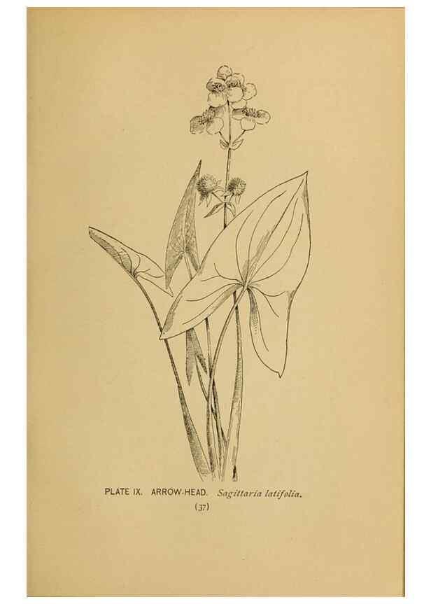Reproducción/Reproduction 31911443307: A guide to the wild flowers.. New York,F. A. Stokes[1899]. 
