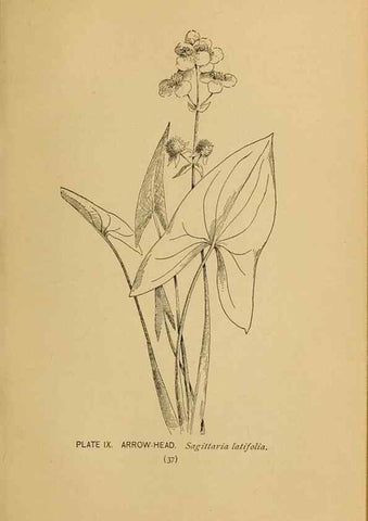 Reproducción/Reproduction 31911443307: A guide to the wild flowers.. New York,F. A. Stokes[1899]. 
