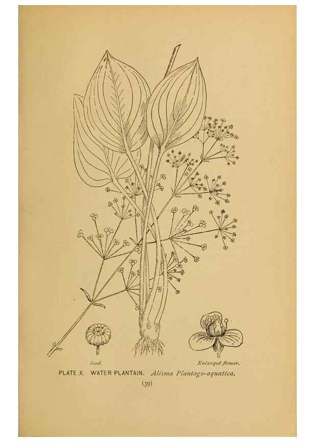 Reproducción/Reproduction 45938144875: A guide to the wild flowers.. New York,F. A. Stokes[1899]. 