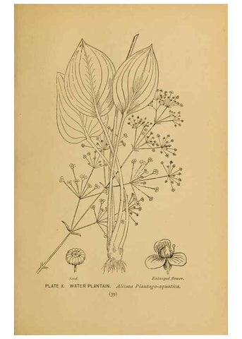 Reproducción/Reproduction 45938144875: A guide to the wild flowers.. New York,F. A. Stokes[1899]. 