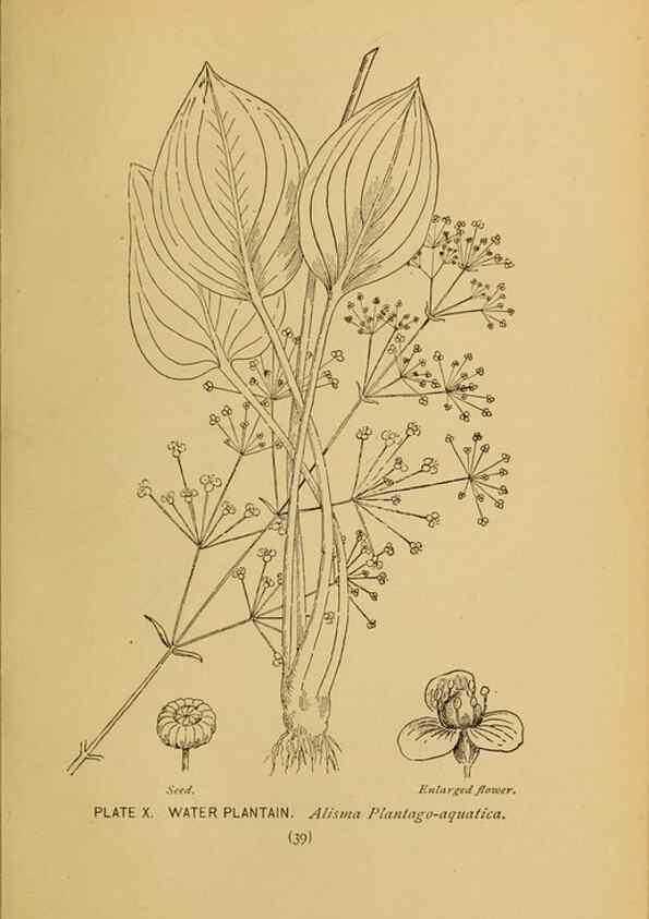 Reproducción/Reproduction 45938144875: A guide to the wild flowers.. New York,F. A. Stokes[1899]. 