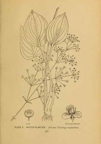 Reproducción/Reproduction 45938144875: A guide to the wild flowers.. New York,F. A. Stokes[1899]. 