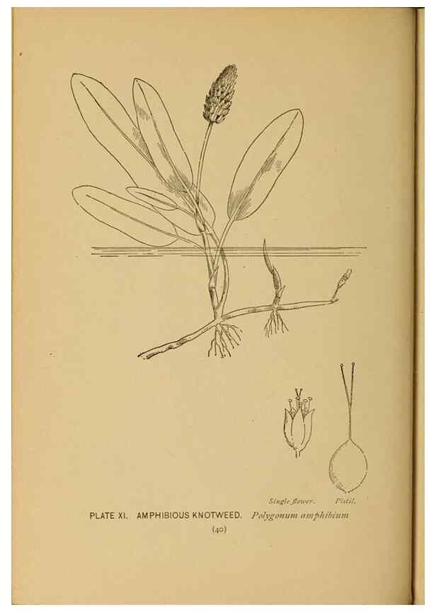 Reproducción/Reproduction 31911444497: A guide to the wild flowers.. New York,F. A. Stokes[1899]. 