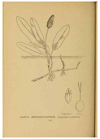 Reproducción/Reproduction 31911444497: A guide to the wild flowers.. New York,F. A. Stokes[1899]. 