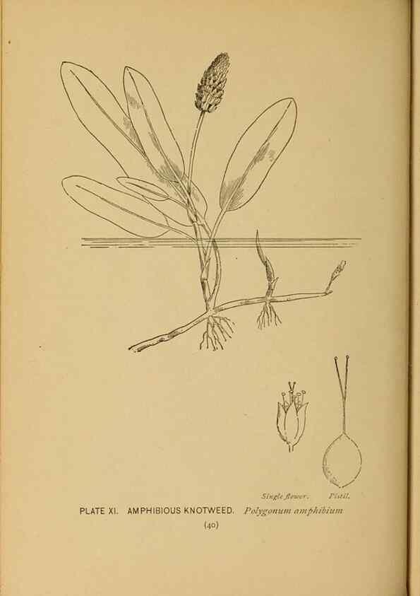 Reproducción/Reproduction 31911444497: A guide to the wild flowers.. New York,F. A. Stokes[1899]. 