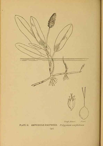 Reproducción/Reproduction 31911444497: A guide to the wild flowers.. New York,F. A. Stokes[1899]. 