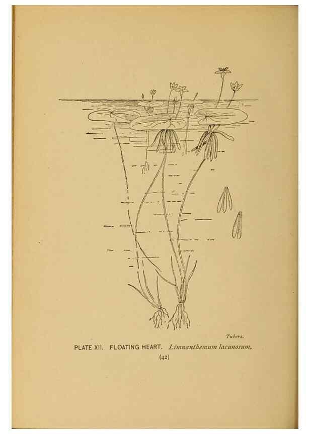 Reproducción/Reproduction 31911445057: A guide to the wild flowers.. New York,F. A. Stokes[1899]. 