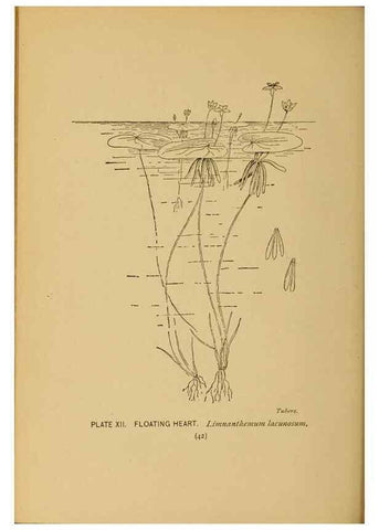 Reproducción/Reproduction 31911445057: A guide to the wild flowers.. New York,F. A. Stokes[1899]. 