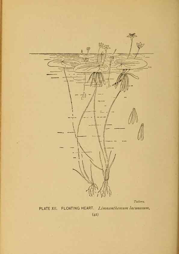 Reproducción/Reproduction 31911445057: A guide to the wild flowers.. New York,F. A. Stokes[1899]. 