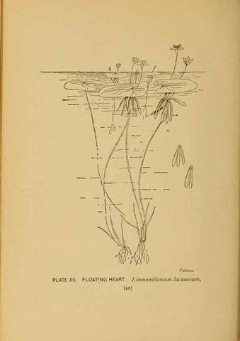 Reproducción/Reproduction 31911445057: A guide to the wild flowers.. New York,F. A. Stokes[1899]. 