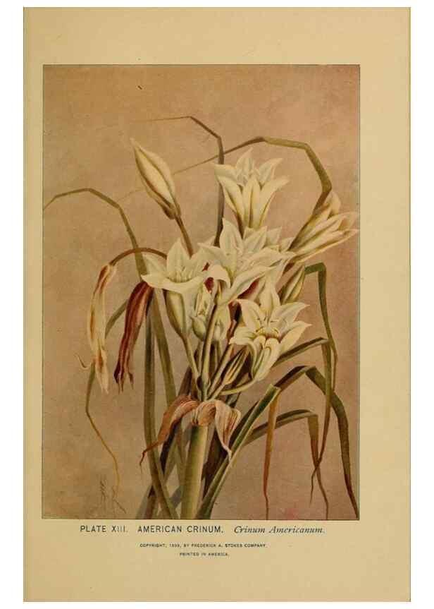 Reproducción/Reproduction 46127689244: A guide to the wild flowers.. New York,F. A. Stokes[1899]. 