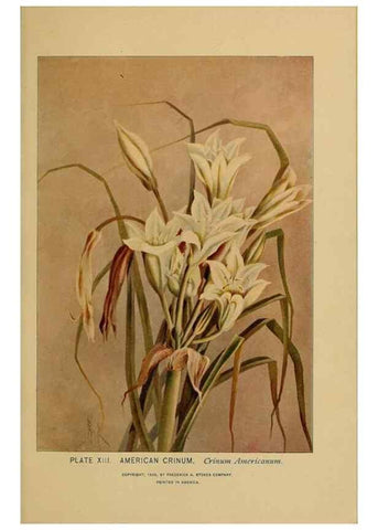 Reproducción/Reproduction 46127689244: A guide to the wild flowers.. New York,F. A. Stokes[1899]. 