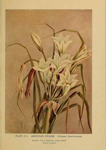 Reproducción/Reproduction 46127689244: A guide to the wild flowers.. New York,F. A. Stokes[1899]. 
