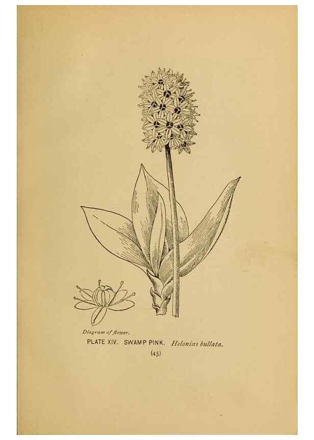 Reproducción/Reproduction 46127689934: A guide to the wild flowers.. New York,F. A. Stokes[1899]. 
