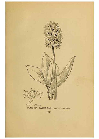 Reproducción/Reproduction 46127689934: A guide to the wild flowers.. New York,F. A. Stokes[1899]. 