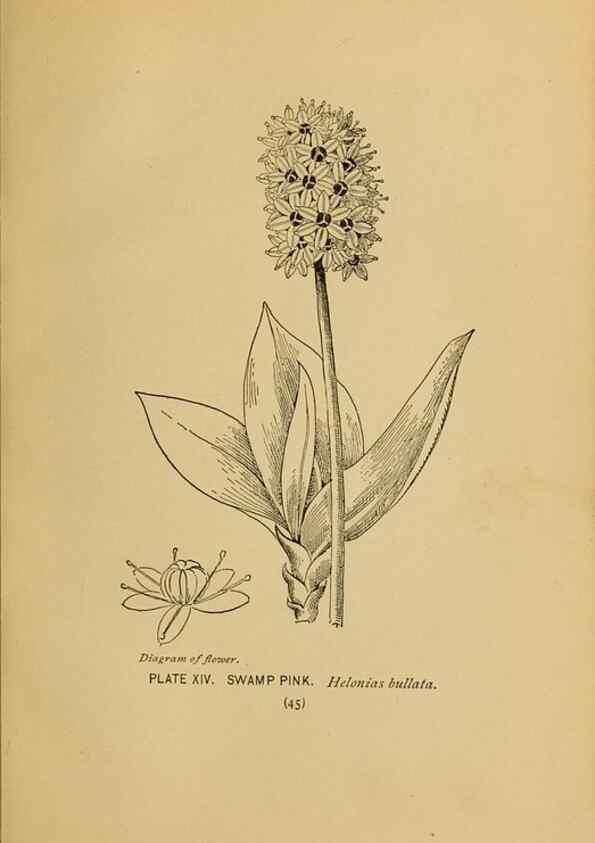 Reproducción/Reproduction 46127689934: A guide to the wild flowers.. New York,F. A. Stokes[1899]. 