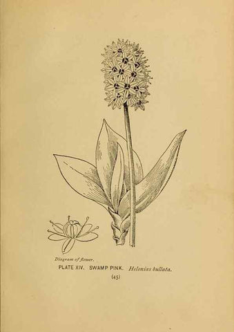 Reproducción/Reproduction 46127689934: A guide to the wild flowers.. New York,F. A. Stokes[1899]. 
