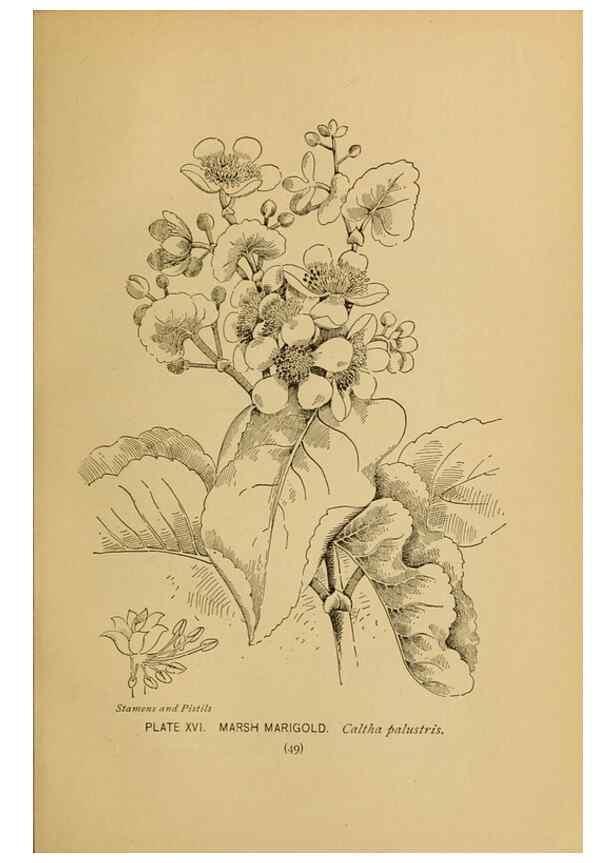 Reproducción/Reproduction 45938148235: A guide to the wild flowers.. New York,F. A. Stokes[1899]. 