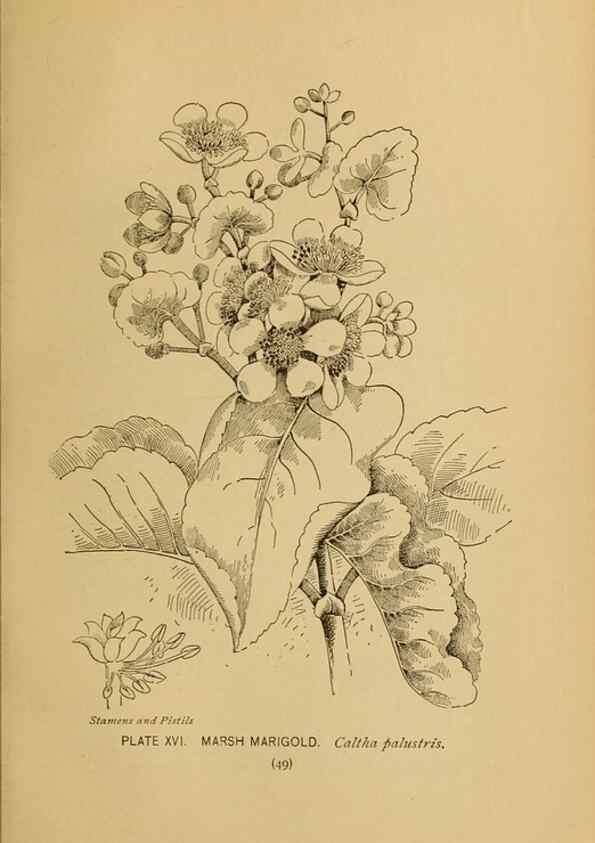 Reproducción/Reproduction 45938148235: A guide to the wild flowers.. New York,F. A. Stokes[1899]. 