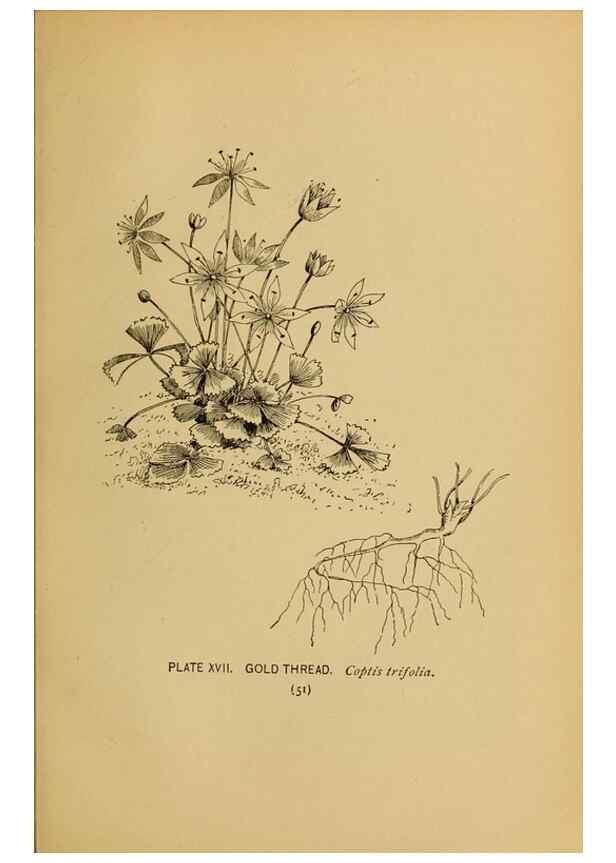 Reproducción/Reproduction 31911448297: A guide to the wild flowers.. New York,F. A. Stokes[1899]. 