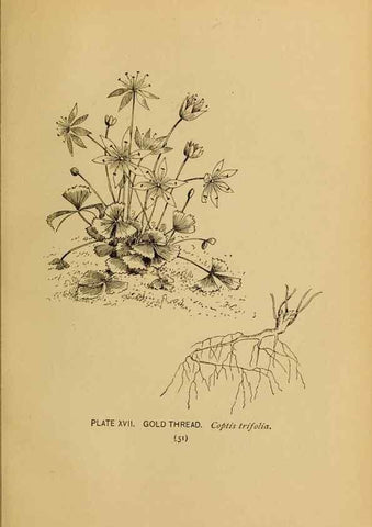 Reproducción/Reproduction 31911448297: A guide to the wild flowers.. New York,F. A. Stokes[1899]. 